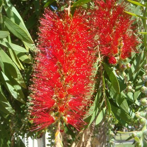 100-300 Samen der Trauer-Zylinderbürste (Melaleuca viminalis, Callistemon viminalis, Rote Zylinderbürste), 100+ Samen Bild 5