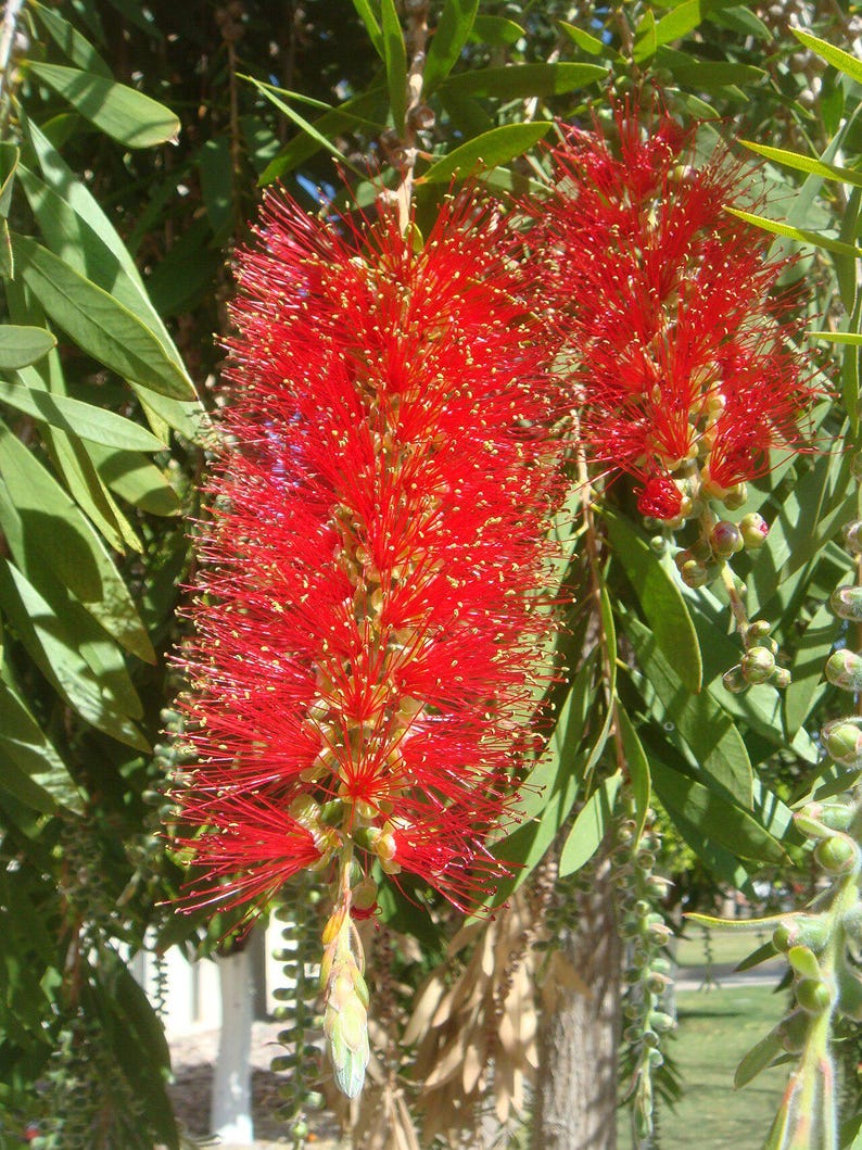100-300 Samen der Trauer-Zylinderbürste (Melaleuca viminalis, Callistemon viminalis, Rote Zylinderbürste), 100+ Samen Bild 5