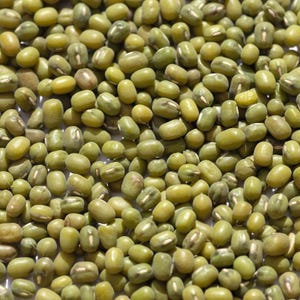緑豆の種 100～300粒、Vigna radiata、緑豆、発芽 画像 7