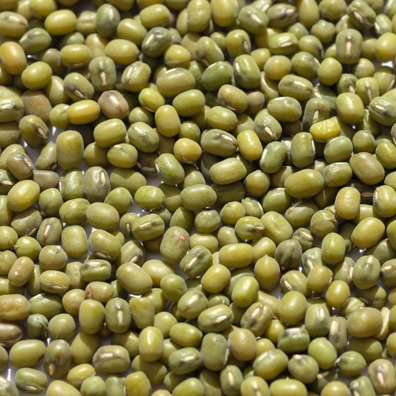 緑豆の種 100～300粒、Vigna radiata、緑豆、発芽 画像 7