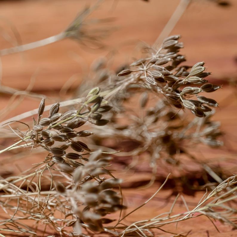 500+ Cumin Seeds, Cuminum cyminum, Jeera Spice Herb image 2