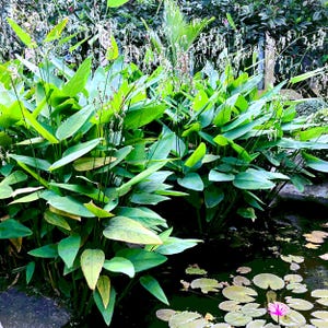 5-10 Thalia Geniculata Seeds, Alligator Flag, Fire Flag, Aquatic Ornamental Plant image 9