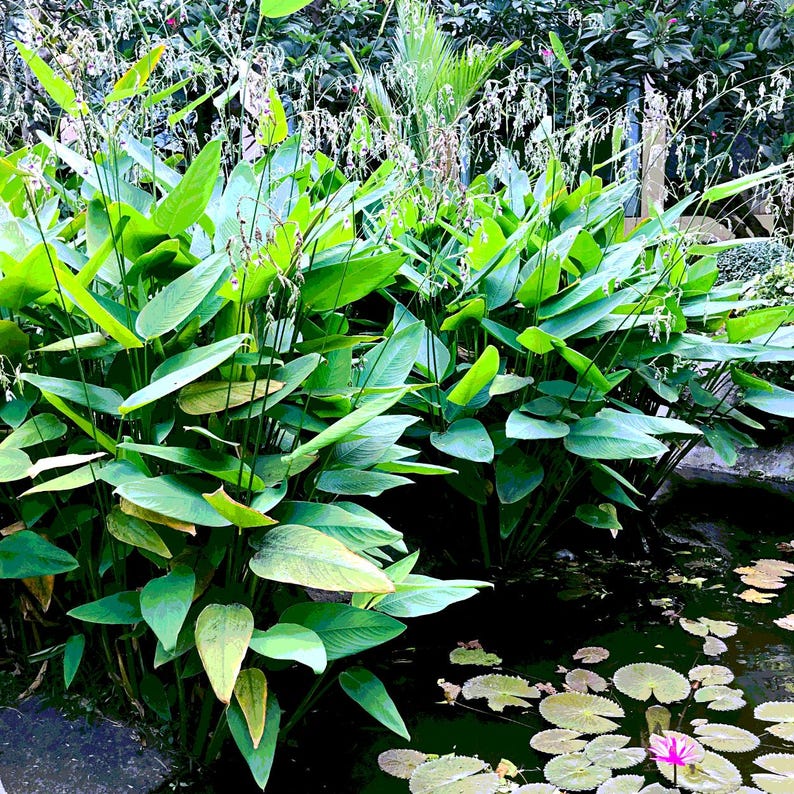 5-10 Thalia Geniculata Seeds, Alligator Flag, Fire Flag, Aquatic Ornamental Plant image 9