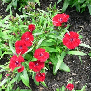 Über 100 Samen der Nelke 'Baby Doll', Dianthus chinensis, Chinesische Nelke, Baby Doll-Nelke, Duftende, mehrfarbige Blüten, Gartenblumensamen Bild 4