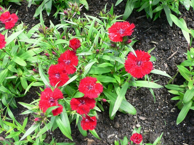Über 100 Samen der Nelke 'Baby Doll', Dianthus chinensis, Chinesische Nelke, Baby Doll-Nelke, Duftende, mehrfarbige Blüten, Gartenblumensamen Bild 4