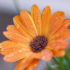 May include: A vibrant orange flower with elongated petals radiating from a dark brown, textured centre. Numerous clear water droplets are scattered across the surface of the petals, catching the light and adding a glistening, fresh appearance.