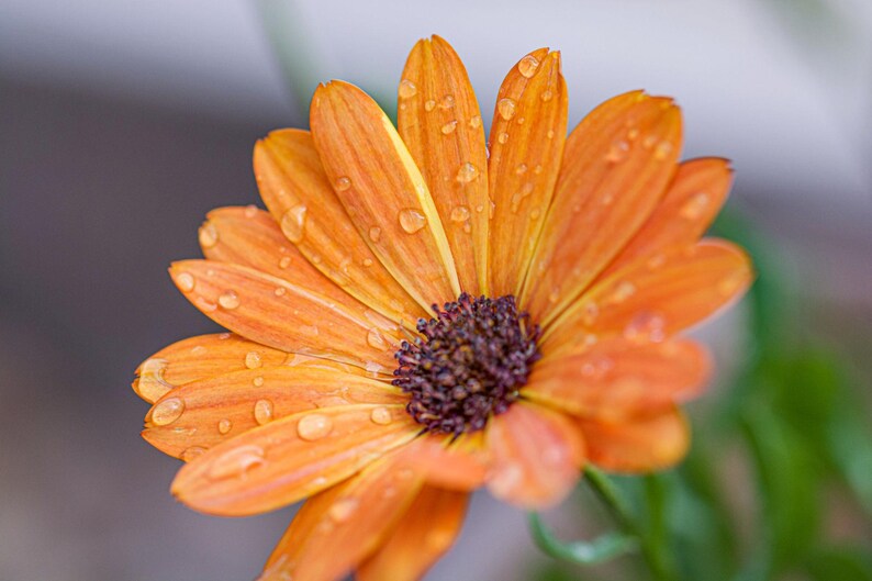 May include: A vibrant orange flower with elongated petals radiating from a dark brown, textured centre. Numerous clear water droplets are scattered across the surface of the petals, catching the light and adding a glistening, fresh appearance.