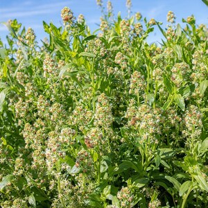 May include: A dense cluster of green plants featuring numerous small, white, and light-colored flower buds arranged in upright spikes. Several honeybees are visible foraging among the blossoms under a clear, bright blue sky.
