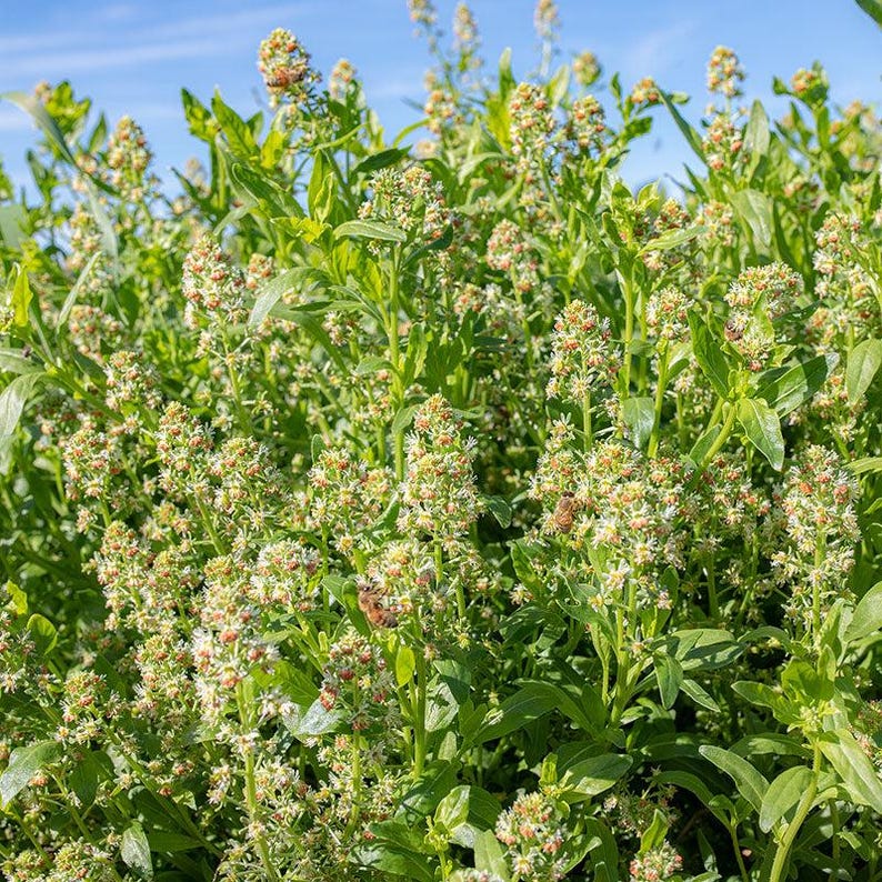 May include: A dense cluster of green plants featuring numerous small, white, and light-colored flower buds arranged in upright spikes. Several honeybees are visible foraging among the blossoms under a clear, bright blue sky.
