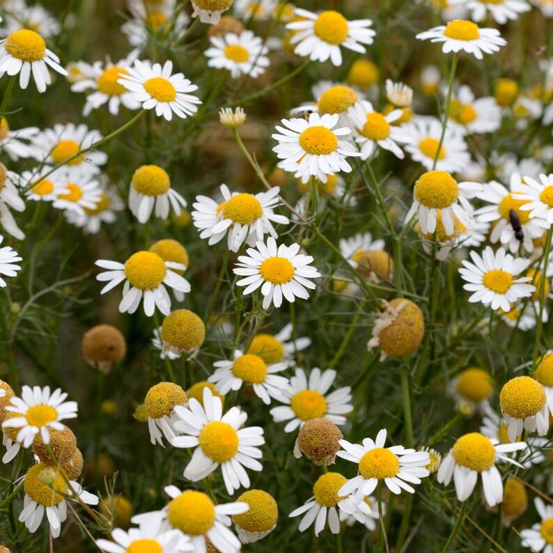 100-500 semillas de manzanilla, Matricaria chamomilla, manzanilla alemana, flores blancas imagen 7