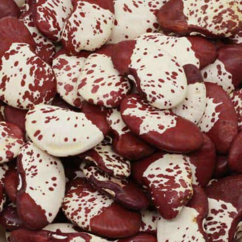 10+ semi di fagioli rossi doppi, Phaseolus lunatus, fagioli di Lima rossi maculati, fagioli indiani immagine 4