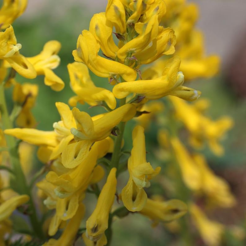 30-60 Golden Corydalis Seeds, Corydalis aurea, Golden Smoke Wildflower, Yellow Blooms image 1
