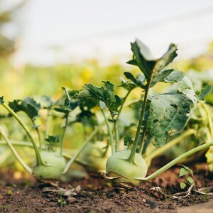 Über 100 Samen der Russischen Goldrübe (Brassica rapa, Petrovsky-Wurzelgemüse). Bild 5