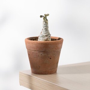 Más de 20 semillas de Dorstenia Foetida, planta de caudex rara, suculenta de madera apestosa, semillas de plantas exóticas de colección. imagen 6