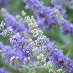 100-500 semillas de nirgundi, Vitex negundo, árbol casto de cinco hojas imagen 1