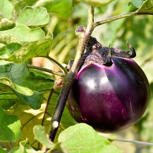 Puede incluir: Una berenjena redonda de color morado intenso cuelga de un tallo verde robusto unido a una planta frondosa. La verdura presenta una piel lisa y brillante con un tono violeta oscuro que se vuelve m&aacute;s claro hacia la parte superior, entre hojas verdes.