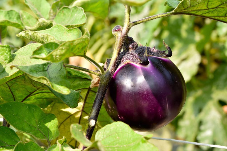 Puede incluir: Una berenjena redonda de color morado intenso cuelga de un tallo verde robusto unido a una planta frondosa. La verdura presenta una piel lisa y brillante con un tono violeta oscuro que se vuelve m&aacute;s claro hacia la parte superior, entre hojas verdes.