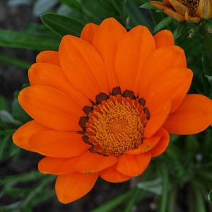 Plus de 100 graines de Gazania (Gazania rigens), marguerite africaine, fleurs aux couleurs mélangées image 6