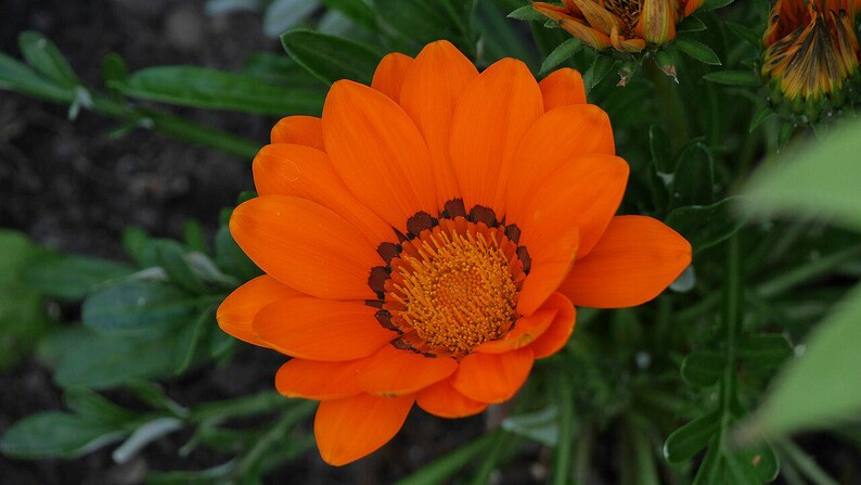 Plus de 100 graines de Gazania (Gazania rigens), marguerite africaine, fleurs aux couleurs mélangées image 6