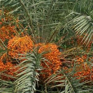 May include: A date palm tree featuring clusters of small, vibrant orange oval-shaped fruits hanging from thin, fibrous stems amidst long, pointed, dark green pinnate leaves that radiate outwards from the central trunk of the tree.