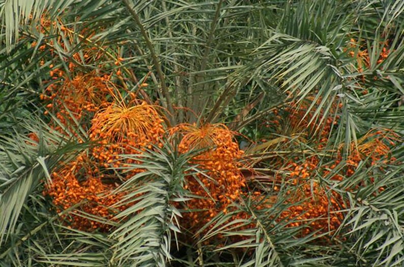 May include: A date palm tree featuring clusters of small, vibrant orange oval-shaped fruits hanging from thin, fibrous stems amidst long, pointed, dark green pinnate leaves that radiate outwards from the central trunk of the tree.