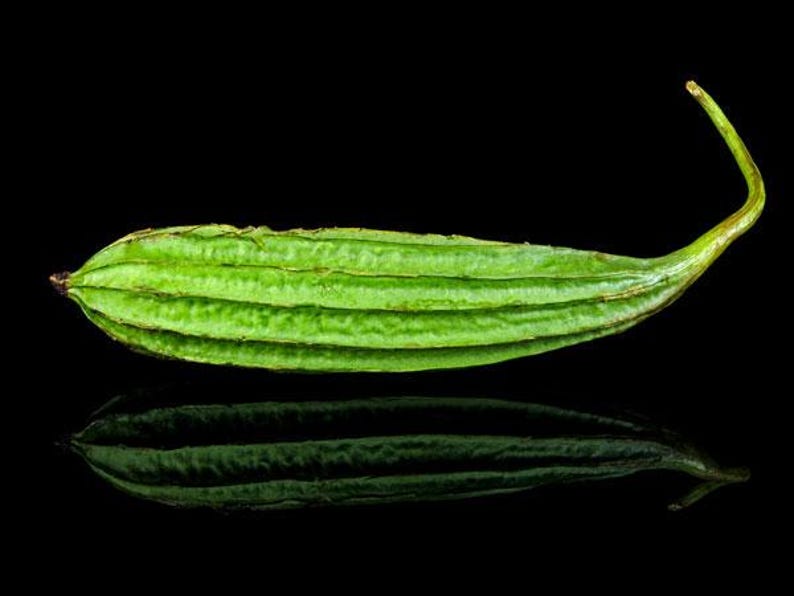 Op de afbeelding: Een enkele ribbelkalebas, ook bekend als luffa acutangula, met een levendig groene schil en prominente longitudinale ribbels die langs het langwerpige, licht gebogen lichaam lopen en eindigen in een dunne steel aan &eacute;&eacute;n uiteinde.