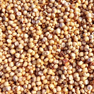 50-300 semillas de sorgo, Sorghum bicolor, grano antiguo, mijo imagen 6