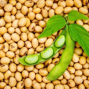 10-30 semillas de edamame, Glycine max, soja verde. imagen 1