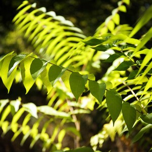 15-45 semillas de Maharukh, Ailanthus excelsa, Mahaneem, árbol de sombra imagen 4