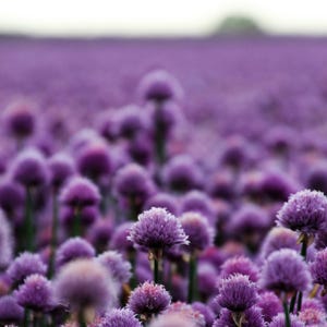 Más de 30 semillas de Allium de flores moradas, Allium atropurpureum, cebolla ornamental imagen 1