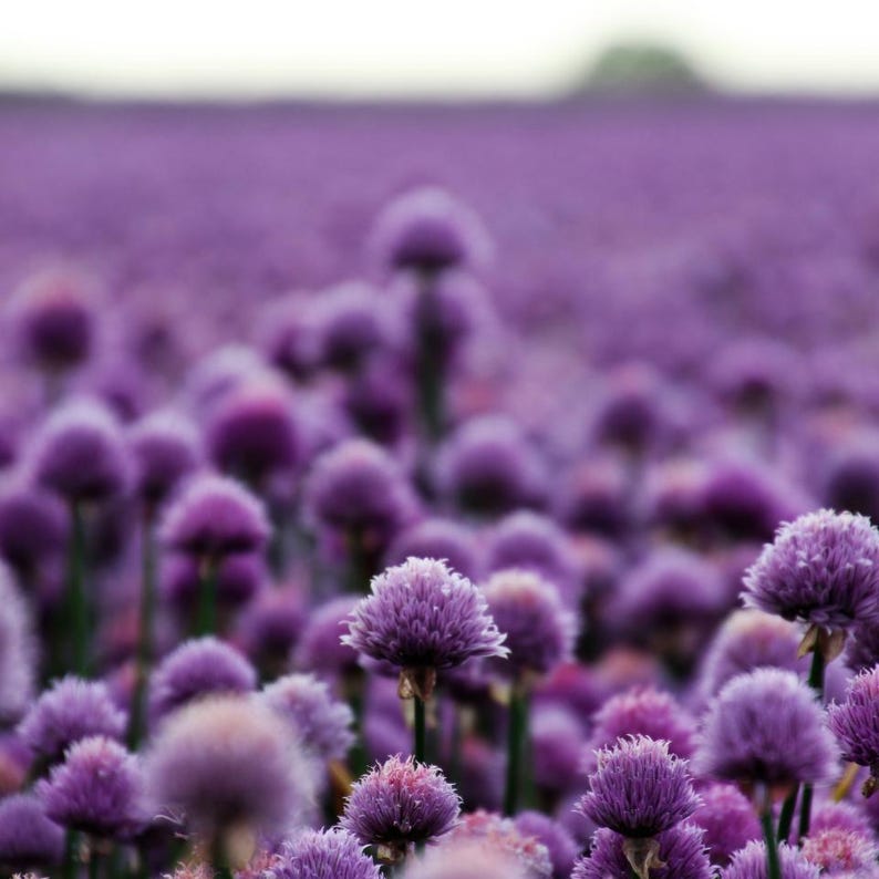 Más de 30 semillas de Allium de flores moradas, Allium atropurpureum, cebolla ornamental imagen 1