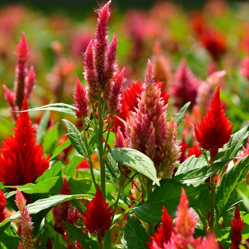 100+ Celosia Plumosa Mieszanych Kolorowych Nasion, Celosia Argentea, Celozja Pióropuszowa zdjęcie 5