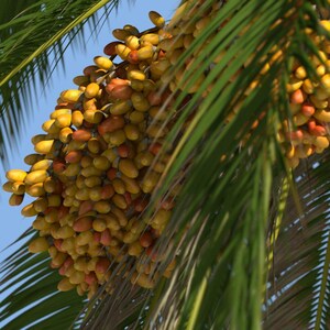 10+ Phoenix Canariensis Frön, Kanarieöarnas Dadelpalm, Kanariepalmfrön, Prydnadspalm bild 16