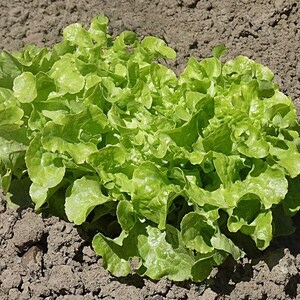 Über 100 Salatschalen-Samen, Lactuca sativa, Grüner Eichblattsalat, Blattsalat Bild 1