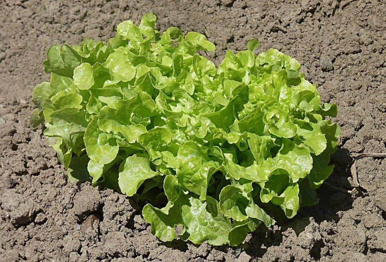 Über 100 Salatschalen-Samen, Lactuca sativa, Grüner Eichblattsalat, Blattsalat Bild 1