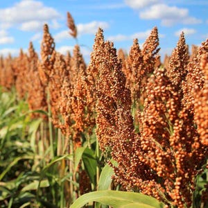50-300 semillas de sorgo, Sorghum bicolor, grano antiguo, mijo imagen 3