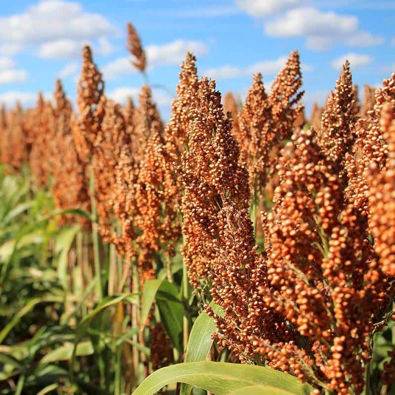 50-300 semillas de sorgo, Sorghum bicolor, grano antiguo, mijo imagen 3