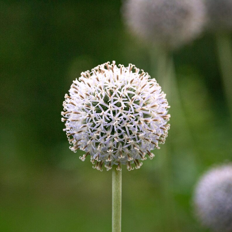 Más de 100 semillas de cardo globo, Echinops sphaerocephalus, flor esférica azul. imagen 5