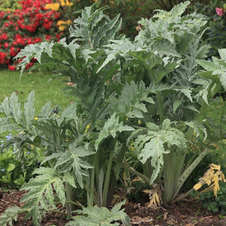 30+ Samen der Grünen Artischocke (Cynara scolymus, Grüne Artischocke, Grüne Knospen) Bild 9