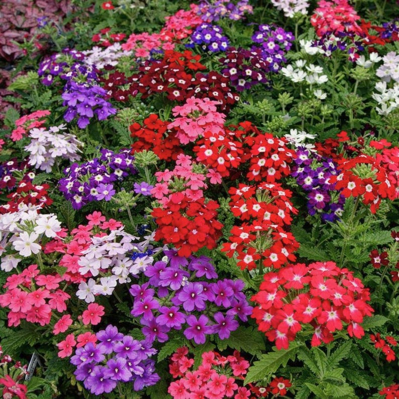 Peut inclure: Un amas dense de fleurs de verveine aux teintes vives de rouge, rose, violet et blanc. Chaque petite fleur &agrave; cinq p&eacute;tales est dispos&eacute;e en t&ecirc;tes arrondies et compactes sur des tiges vertes aux feuilles dent&eacute;es, cr&eacute;ant un parterre floral.