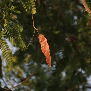 30-60 Svarta Sirisfrön, Albizia Odoratissima, Doftande Albizia, Svart Siristräd, Tropiska Trädfrön bild 3