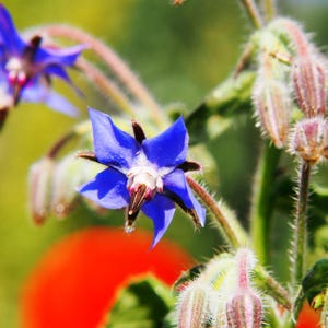 Más de 15 semillas de borraja, Borago officinalis, flor de estrella azul, hierba comestible. imagen 9