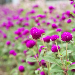 100+ Gomphrena Mixed Color Seeds, Globe Flower Mix, Garden Flower image 9