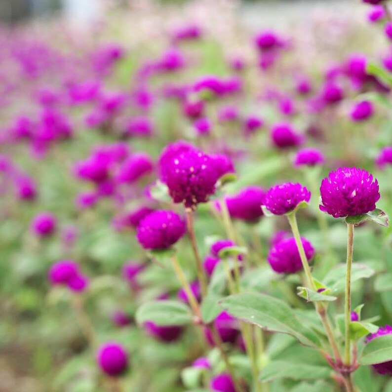 100+ Gomphrena Mixed Color Seeds, Globe Flower Mix, Garden Flower image 9