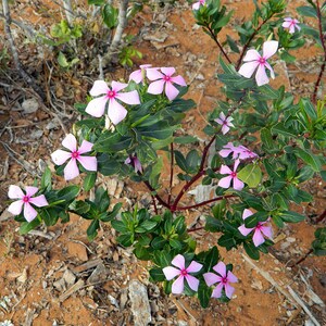 50-100 semi di pervinca del Madagascar, Catharanthus Roseus, semi di vinca rosa, semi di pianta ornamentale da giardino tropicale immagine 9