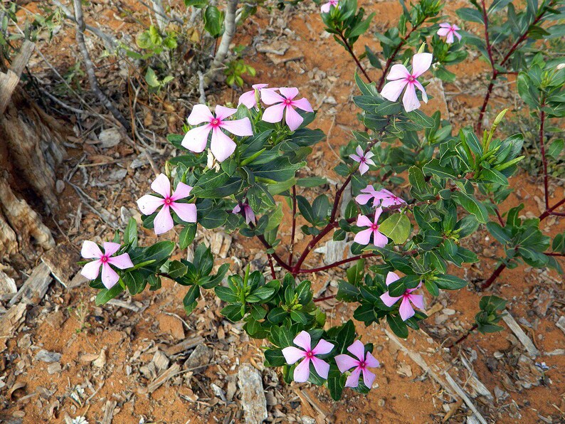 50-100 semi di pervinca del Madagascar, Catharanthus Roseus, semi di vinca rosa, semi di pianta ornamentale da giardino tropicale immagine 9