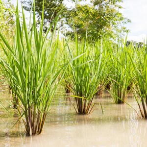 100-1000 risbärsfrön, Oryza sativa, vildt svart ris, lila korn, thairis bild 10