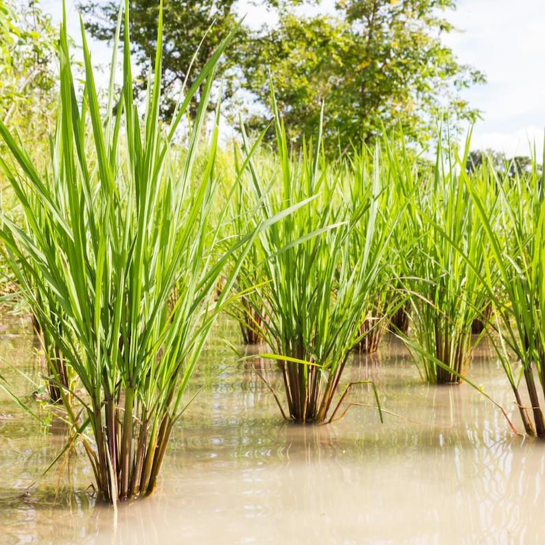 100-1000 risbärsfrön, Oryza sativa, vildt svart ris, lila korn, thairis bild 10