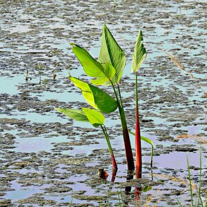 5-10 Thalia Geniculata Seeds, Alligator Flag, Fire Flag, Aquatic Ornamental Plant image 5