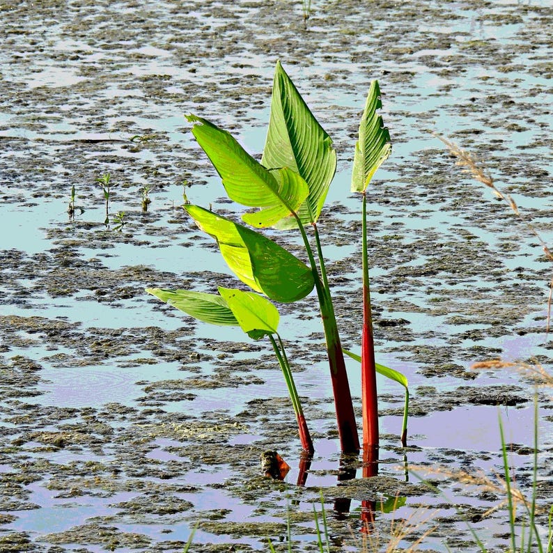 5-10 Thalia Geniculata Seeds, Alligator Flag, Fire Flag, Aquatic Ornamental Plant image 5